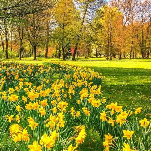 The Famous Walk of the Farndale Daffodils