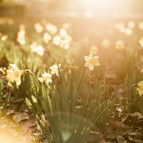 Spectacular Springtime in the North Yorkshire Moors