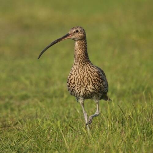 Curlew Calls at Valley View Farm Cottages